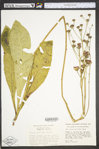 Vernonia acaulis image