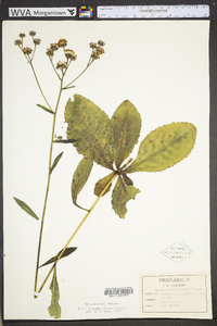 Vernonia acaulis image