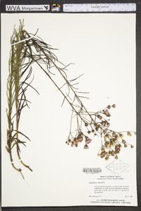 Vernonia acaulis image