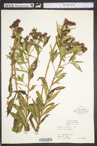 Vernonia baldwinii image