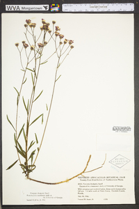 Vernonia blodgettii image