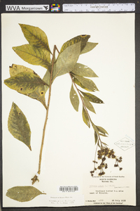 Vernonia glauca image