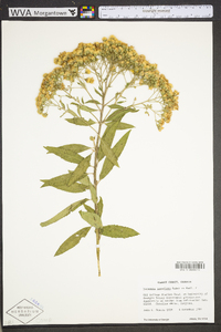 Vernonanthura tweedieana image