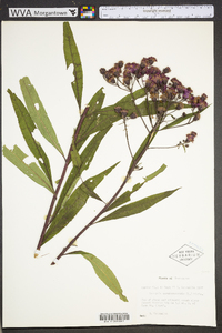 Vernonia noveboracensis image