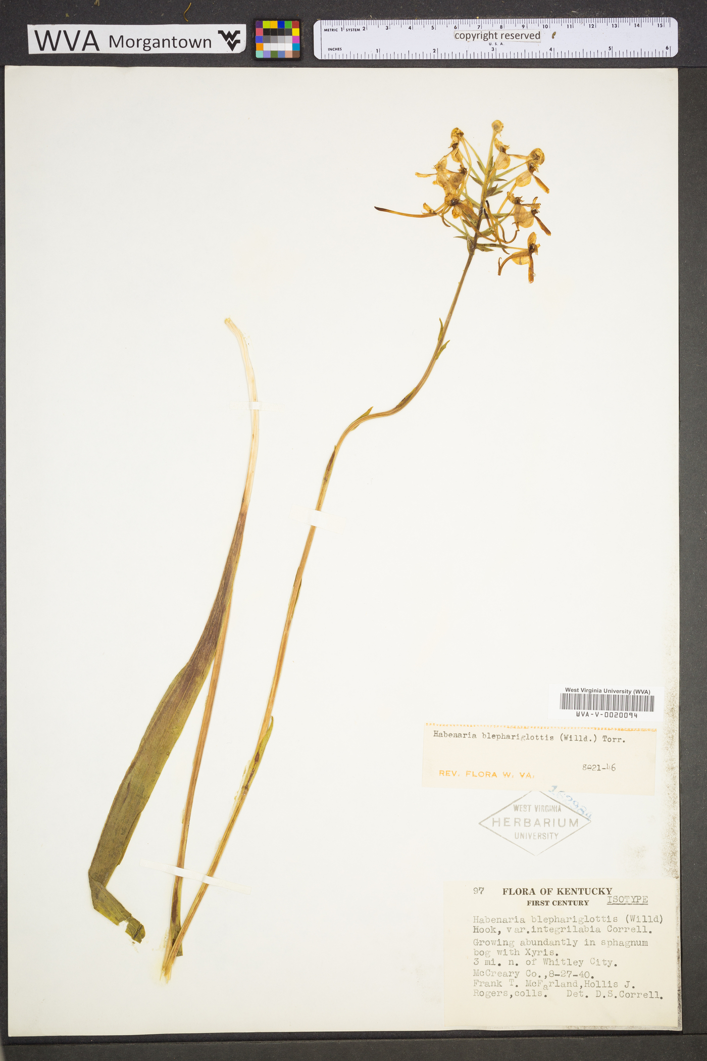 Platanthera blephariglottis image