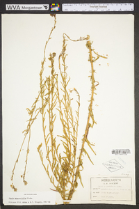 Oenothera simulans image