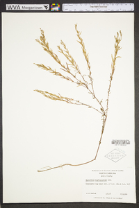 Epilobium leptophyllum image