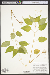 Circaea canadensis image