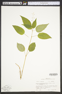 Circaea canadensis image