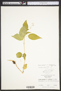 Circaea canadensis image