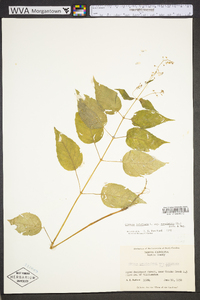 Circaea canadensis image