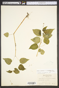 Circaea canadensis image