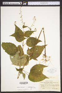 Circaea canadensis image