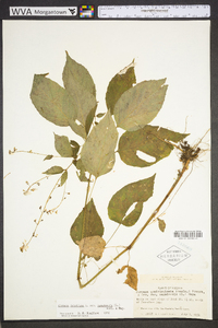 Circaea canadensis image