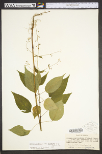 Circaea canadensis image