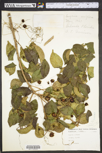 Eugenia uniflora image