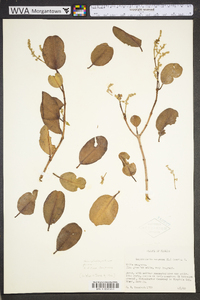 Laguncularia racemosa image