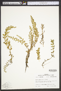 Rotala indica image