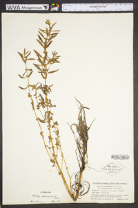 Rotala ramosior image