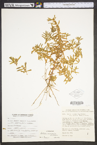 Rotala ramosior image