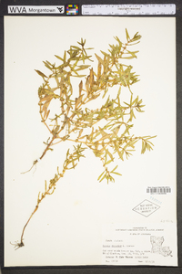 Rotala ramosior image