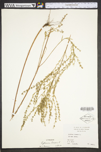 Lythrum lineare image