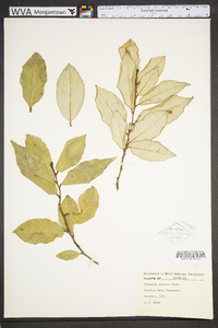 Elaeagnus pungens image