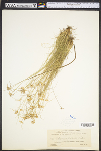 Rhynchospora floridensis image