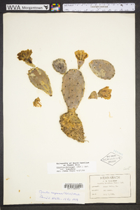 Opuntia humifusa image