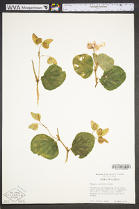 Begonia cucullata image