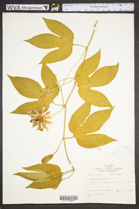 Passiflora incarnata image