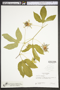 Passiflora incarnata image