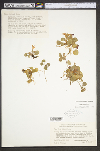 Viola walteri image