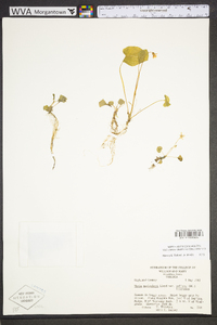 Viola macloskeyi image