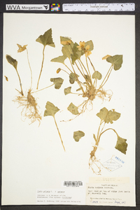 Viola palmata image