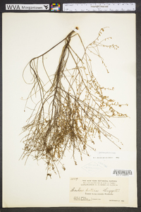 Lechea sessiliflora image