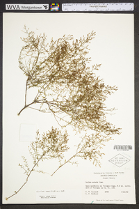 Lechea sessiliflora image