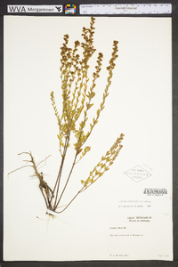 Lechea mucronata image