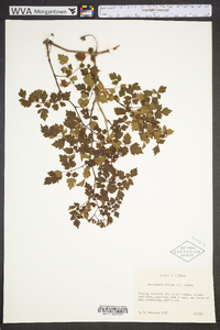 Ampelopsis arborea image