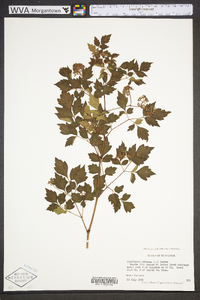 Ampelopsis arborea image