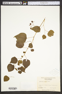 Ampelopsis cordata image