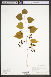 Ampelopsis cordata image