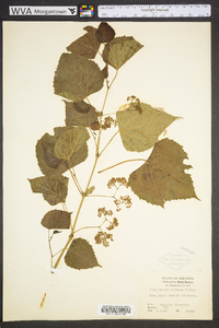 Ampelopsis cordata image