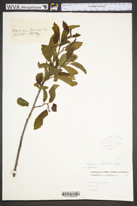 Rhamnus alnifolia image