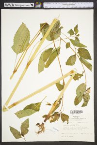 Impatiens pallida image