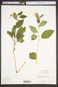 Impatiens pallida image