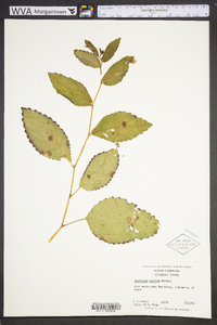 Impatiens pallida image