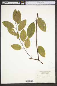 Berchemia scandens image