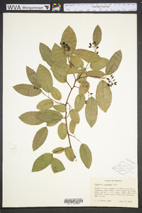 Berchemia scandens image