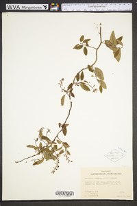 Berchemia scandens image